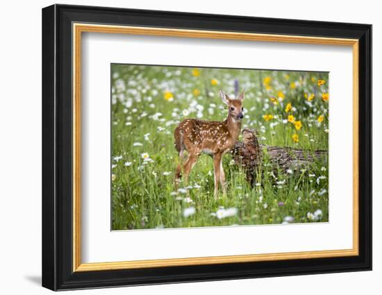 USA, Minnesota, Sandstone, Fawn Amongst the Wildflowers-Hollice Looney-Framed Photographic Print