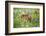 USA, Minnesota, Sandstone, Fawn Amongst the Wildflowers-Hollice Looney-Framed Photographic Print