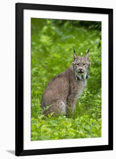 USA, Minnesota, Sandstone, Lynx-Hollice Looney-Framed Premium Photographic Print