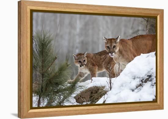 USA, Minnesota, Sandstone. Mother and baby cougar-Hollice Looney-Framed Premier Image Canvas