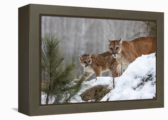 USA, Minnesota, Sandstone. Mother and baby cougar-Hollice Looney-Framed Premier Image Canvas