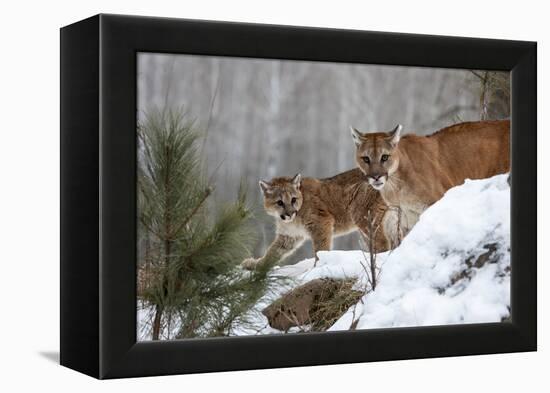 USA, Minnesota, Sandstone. Mother and baby cougar-Hollice Looney-Framed Premier Image Canvas