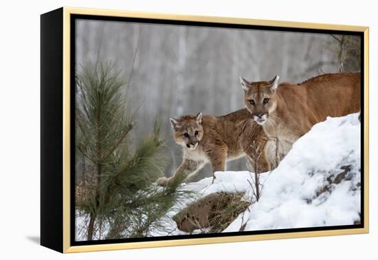 USA, Minnesota, Sandstone. Mother and baby cougar-Hollice Looney-Framed Premier Image Canvas