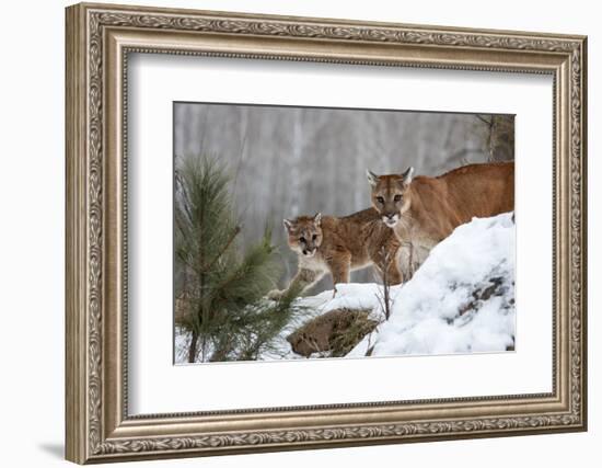 USA, Minnesota, Sandstone. Mother and baby cougar-Hollice Looney-Framed Photographic Print