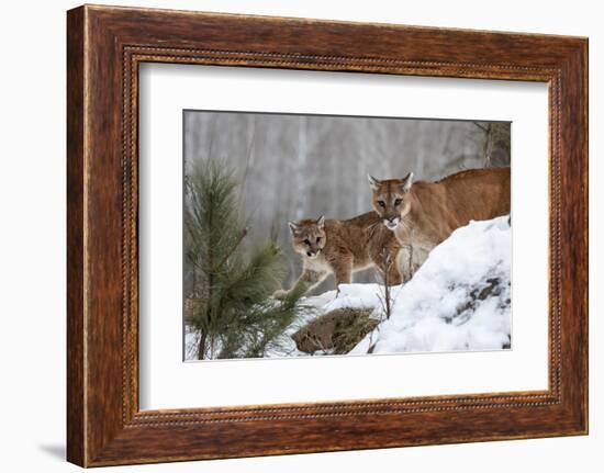 USA, Minnesota, Sandstone. Mother and baby cougar-Hollice Looney-Framed Photographic Print