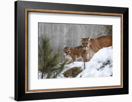 USA, Minnesota, Sandstone. Mother and baby cougar-Hollice Looney-Framed Photographic Print