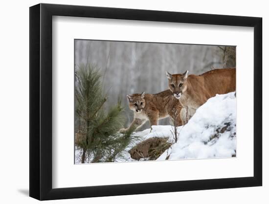 USA, Minnesota, Sandstone. Mother and baby cougar-Hollice Looney-Framed Photographic Print