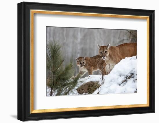 USA, Minnesota, Sandstone. Mother and baby cougar-Hollice Looney-Framed Photographic Print