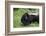 USA, Minnesota, Sandstone, Mother Skunk Carrying the Little One-Hollice Looney-Framed Photographic Print