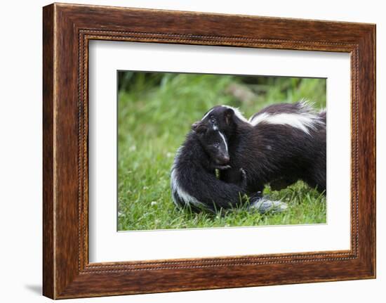 USA, Minnesota, Sandstone, Mother Skunk Carrying the Little One-Hollice Looney-Framed Photographic Print