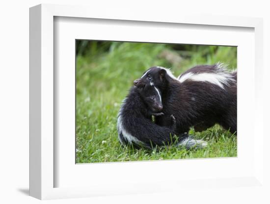 USA, Minnesota, Sandstone, Mother Skunk Carrying the Little One-Hollice Looney-Framed Photographic Print