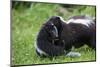 USA, Minnesota, Sandstone, Mother Skunk Carrying the Little One-Hollice Looney-Mounted Photographic Print