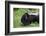 USA, Minnesota, Sandstone, Mother Skunk Carrying the Little One-Hollice Looney-Framed Photographic Print