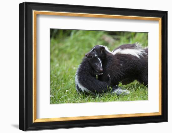 USA, Minnesota, Sandstone, Mother Skunk Carrying the Little One-Hollice Looney-Framed Photographic Print