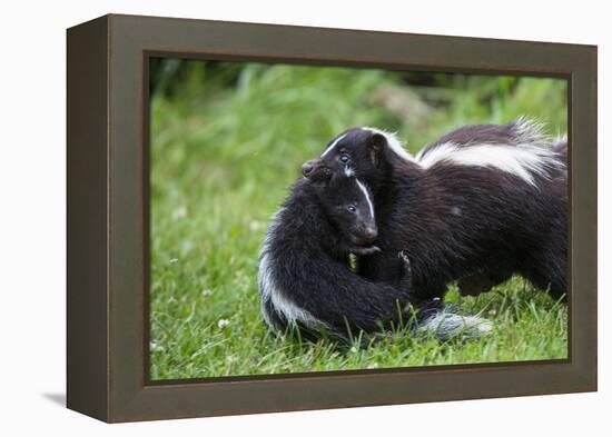 USA, Minnesota, Sandstone, Mother Skunk Carrying the Little One-Hollice Looney-Framed Premier Image Canvas