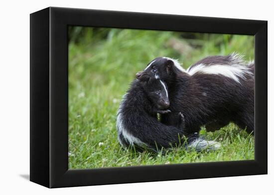 USA, Minnesota, Sandstone, Mother Skunk Carrying the Little One-Hollice Looney-Framed Premier Image Canvas