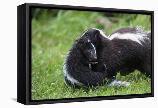 USA, Minnesota, Sandstone, Mother Skunk Carrying the Little One-Hollice Looney-Framed Premier Image Canvas