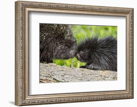 USA, Minnesota, Sandstone, Porcupine Mother and Baby-Hollice Looney-Framed Photographic Print