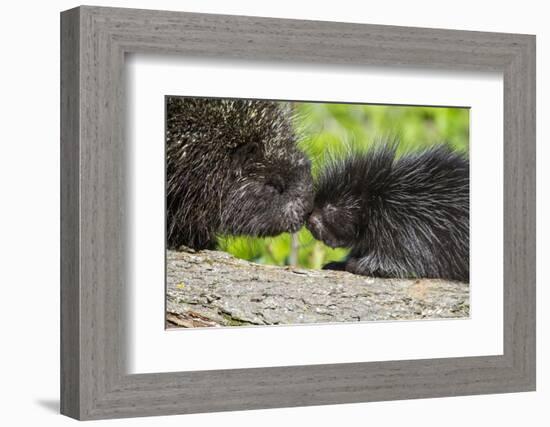 USA, Minnesota, Sandstone, Porcupine Mother and Baby-Hollice Looney-Framed Photographic Print