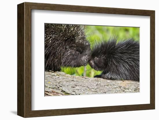 USA, Minnesota, Sandstone, Porcupine Mother and Baby-Hollice Looney-Framed Photographic Print