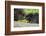 USA, Minnesota, Sandstone, Porcupine Mother and Baby-Hollice Looney-Framed Photographic Print