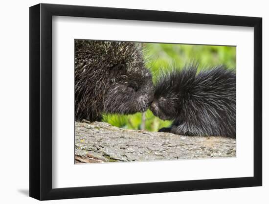 USA, Minnesota, Sandstone, Porcupine Mother and Baby-Hollice Looney-Framed Photographic Print