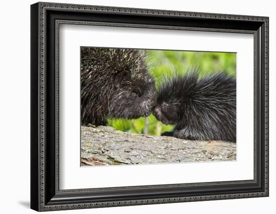 USA, Minnesota, Sandstone, Porcupine Mother and Baby-Hollice Looney-Framed Photographic Print