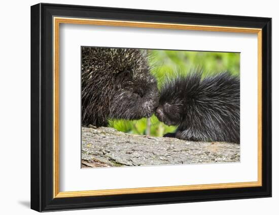 USA, Minnesota, Sandstone, Porcupine Mother and Baby-Hollice Looney-Framed Photographic Print