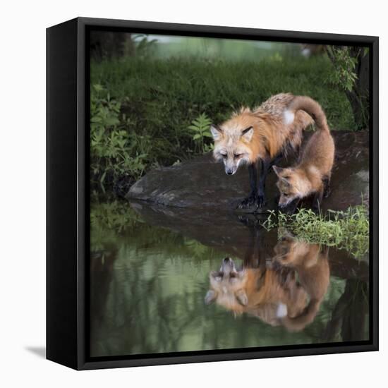 USA, Minnesota, Sandstone. Red fox and kit reflected in water's edge.-Wendy Kaveney-Framed Premier Image Canvas