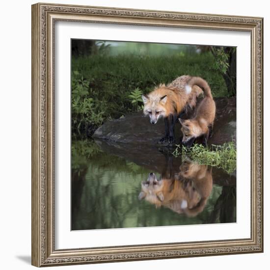 USA, Minnesota, Sandstone. Red fox and kit reflected in water's edge.-Wendy Kaveney-Framed Photographic Print