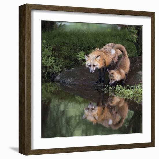 USA, Minnesota, Sandstone. Red fox and kit reflected in water's edge.-Wendy Kaveney-Framed Photographic Print