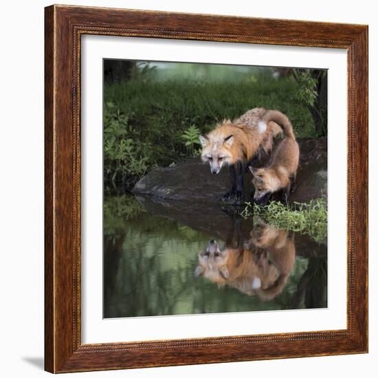 USA, Minnesota, Sandstone. Red fox and kit reflected in water's edge.-Wendy Kaveney-Framed Photographic Print