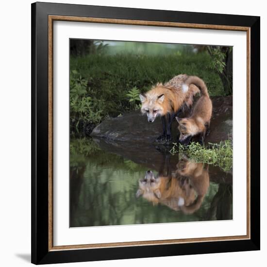 USA, Minnesota, Sandstone. Red fox and kit reflected in water's edge.-Wendy Kaveney-Framed Photographic Print