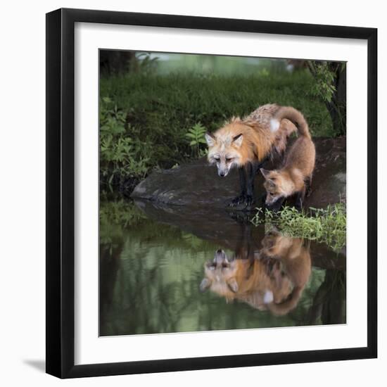 USA, Minnesota, Sandstone. Red fox and kit reflected in water's edge.-Wendy Kaveney-Framed Photographic Print