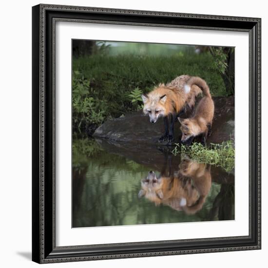 USA, Minnesota, Sandstone. Red fox and kit reflected in water's edge.-Wendy Kaveney-Framed Photographic Print