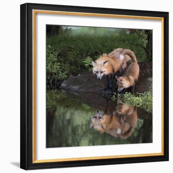 USA, Minnesota, Sandstone. Red fox and kit reflected in water's edge.-Wendy Kaveney-Framed Photographic Print