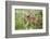 USA, Minnesota, Sandstone, Two Fawns Amidst Wildflowers-Hollice Looney-Framed Photographic Print