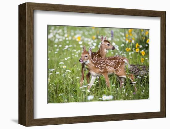 USA, Minnesota, Sandstone, Two Fawns Amidst Wildflowers-Hollice Looney-Framed Photographic Print