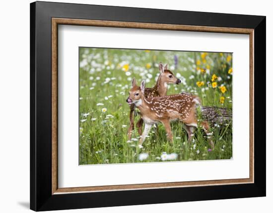 USA, Minnesota, Sandstone, Two Fawns Amidst Wildflowers-Hollice Looney-Framed Photographic Print