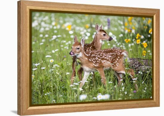 USA, Minnesota, Sandstone, Two Fawns Amidst Wildflowers-Hollice Looney-Framed Premier Image Canvas