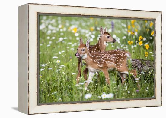 USA, Minnesota, Sandstone, Two Fawns Amidst Wildflowers-Hollice Looney-Framed Premier Image Canvas