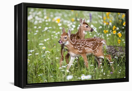 USA, Minnesota, Sandstone, Two Fawns Amidst Wildflowers-Hollice Looney-Framed Premier Image Canvas