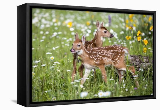 USA, Minnesota, Sandstone, Two Fawns Amidst Wildflowers-Hollice Looney-Framed Premier Image Canvas