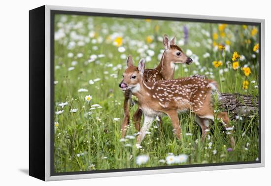 USA, Minnesota, Sandstone, Two Fawns Amidst Wildflowers-Hollice Looney-Framed Premier Image Canvas