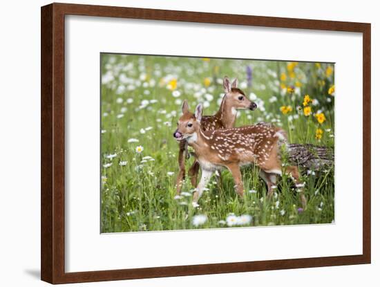 USA, Minnesota, Sandstone, Two Fawns Amidst Wildflowers-Hollice Looney-Framed Photographic Print