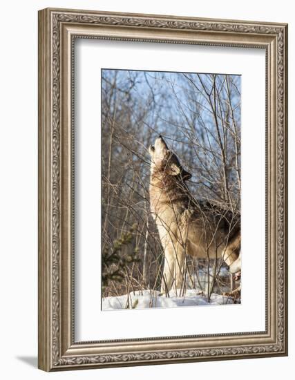 Usa, Minnesota, Sandstone, wolf howling-Hollice Looney-Framed Photographic Print