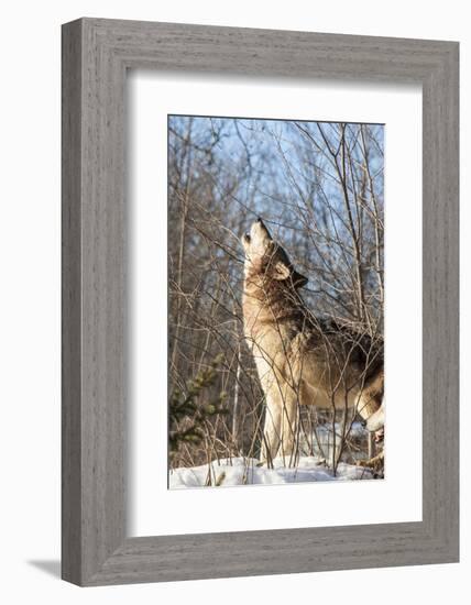 Usa, Minnesota, Sandstone, wolf howling-Hollice Looney-Framed Photographic Print