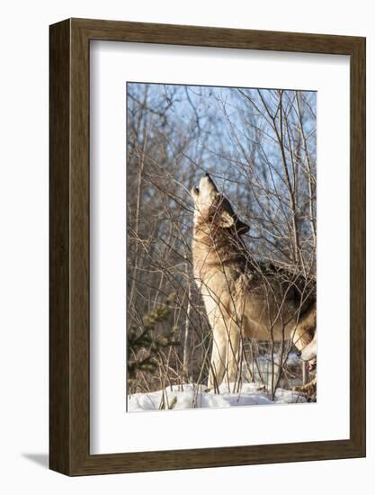 Usa, Minnesota, Sandstone, wolf howling-Hollice Looney-Framed Photographic Print