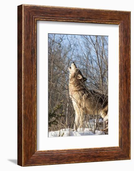 Usa, Minnesota, Sandstone, wolf howling-Hollice Looney-Framed Photographic Print