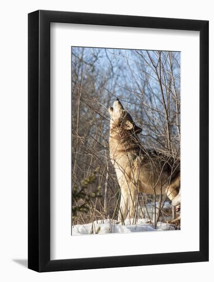 Usa, Minnesota, Sandstone, wolf howling-Hollice Looney-Framed Photographic Print